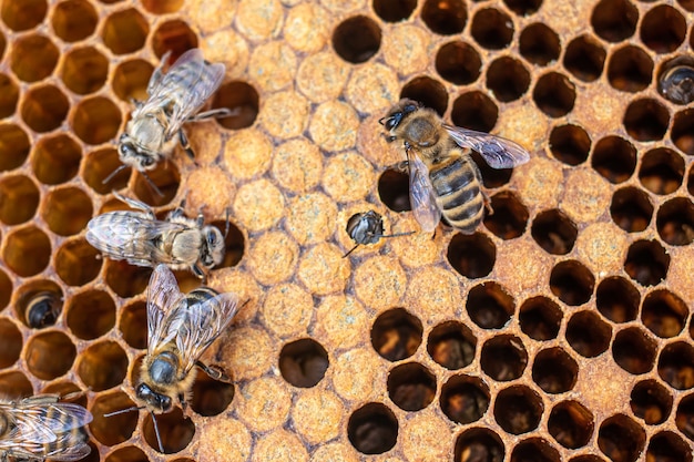 Bee brood on honeycombs.