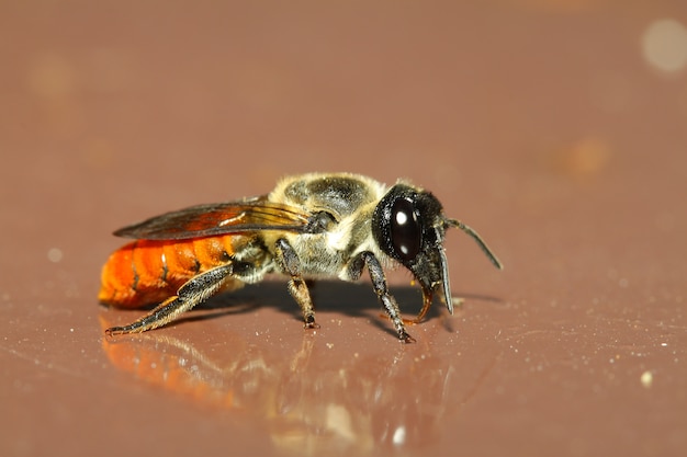 Bee on brown background