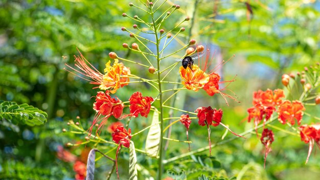 Bee, bumblebee pollinating small flowers in a garden in Brazil, selective focus.