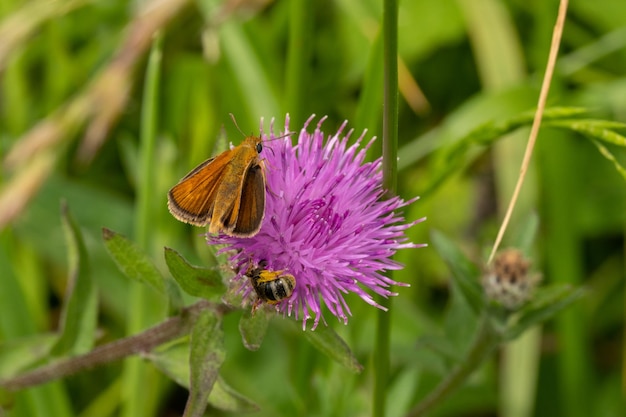 Ape e farfalla che condividono un fiore