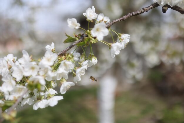 Photo a bee on a cherry tree