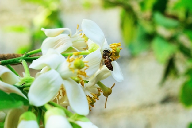 Пчела на крупном плане Белый цветок цитрусовых, Citrus Maxima, помело
