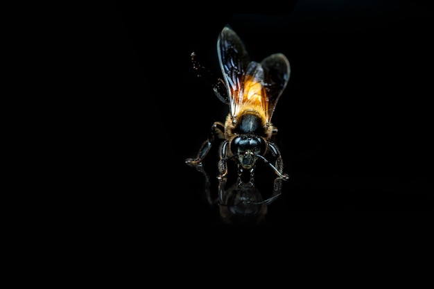 Пчела в крупном размере