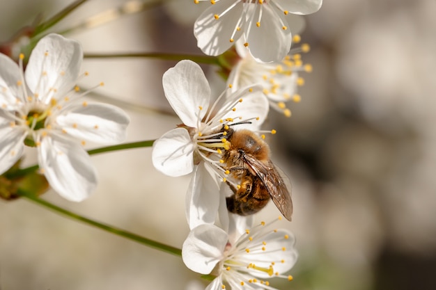 Bee collecting honey at blossom cherry flowers. 