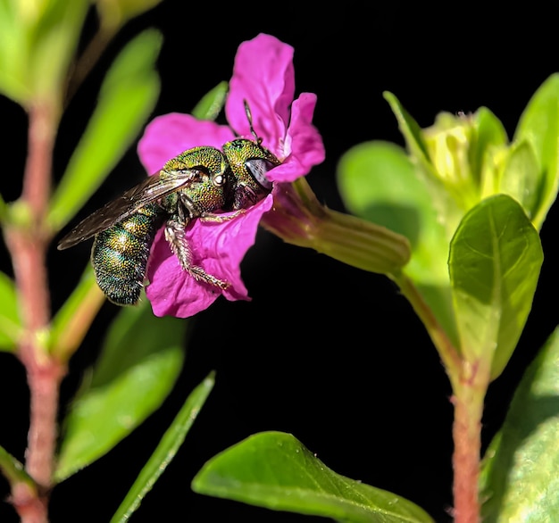 Photo bee collecting honey on pink flower