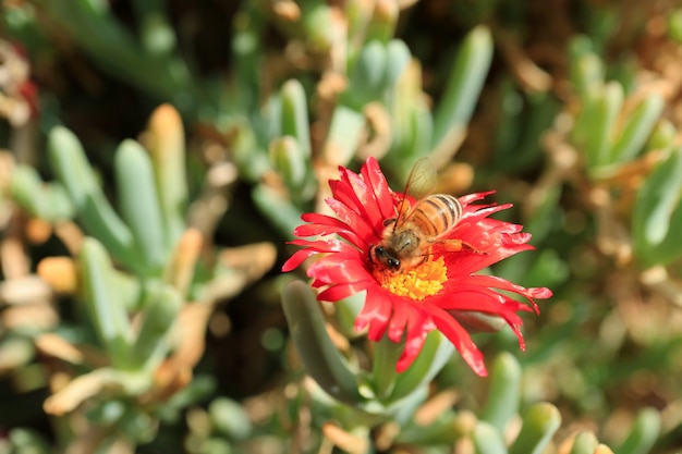 Bee collecting nectar on bright red color karkalla