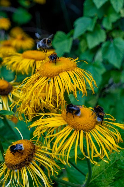 Bee collecting nectar from a beautiful flower