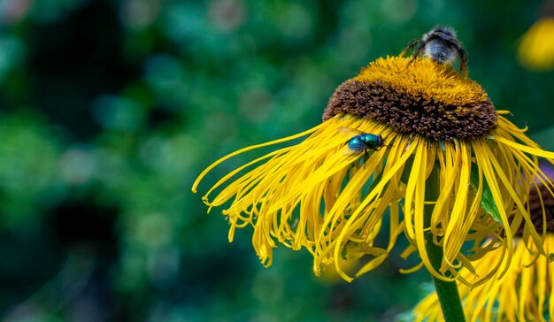 Bee collecting nectar from a beautiful flower