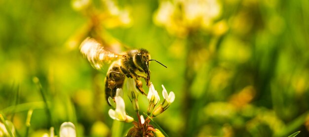 Bee collecting nectar from a flower of cloverin