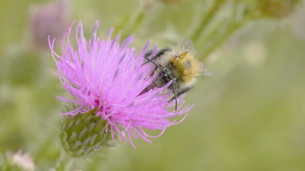 Photo a bee collecting nectar from purple cosmos flower macro