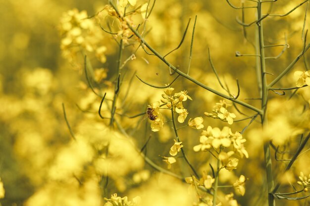 畑の菜の花から蜜を集めるミツバチ