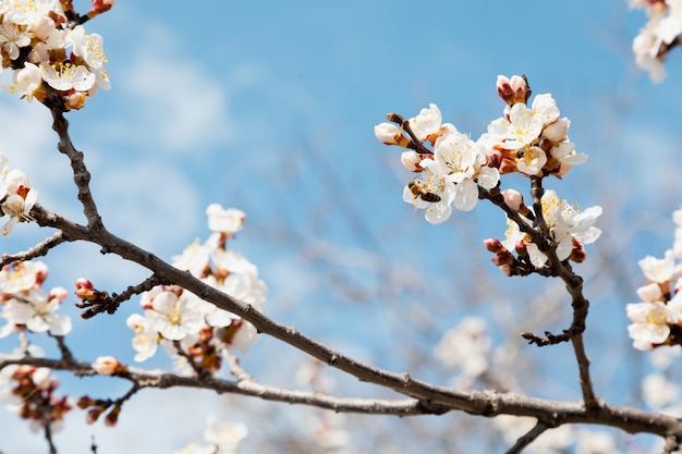 Bee collecting pollen on blossoming almond in early spring