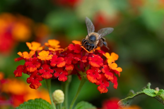 Foto ape che raccoglie il polline da un fiore colpo a macroistruzione