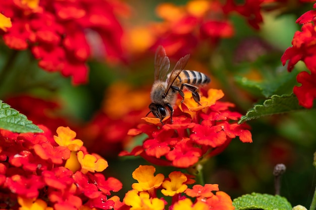 꽃에서 꽃가루를 모으는 꿀벌 매크로 촬영