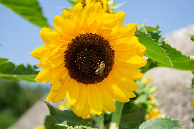 ヒマワリから花粉を集めるミツバチは自然の中で頭を抱えています。高品質の写真