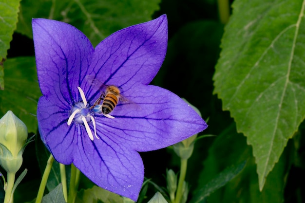 Bee collecting pollen inside a flower