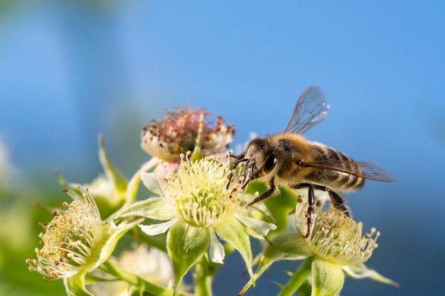 夏の日差しの中で花粉を集めるミツバチ