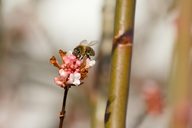 bee collecting pollen on a Viburnum flower