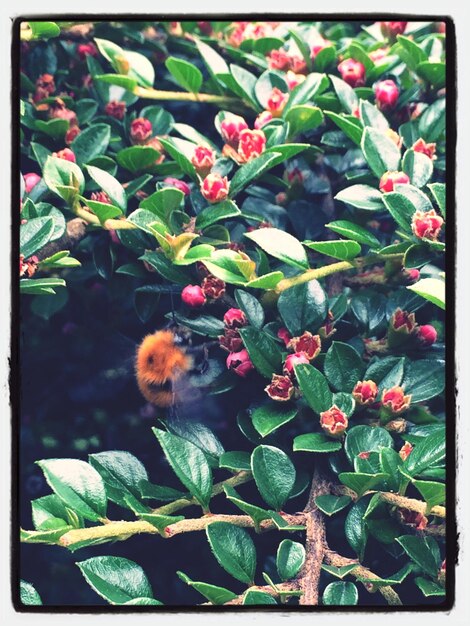 Photo bee collecting pollen