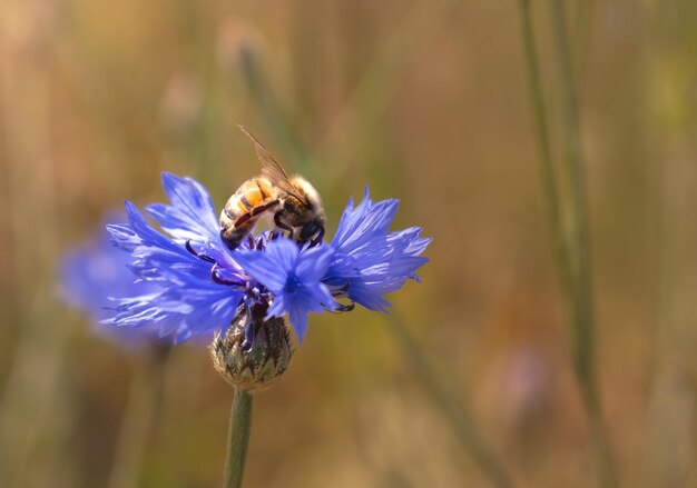 꿀벌은 밝고 화창한 날 여름 밝은 배경에 파란색 수레 국화에 꿀을 수집합니다