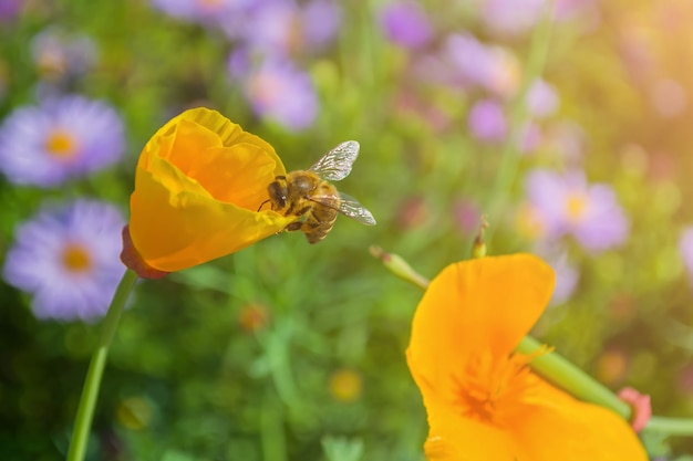 The bee collects honey from the yellow flower