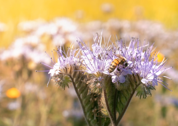 蜂は明るい晴れた日にファセリア・タナセチフォリア・ベントで蜂蜜を集めます 夏の明るい背景