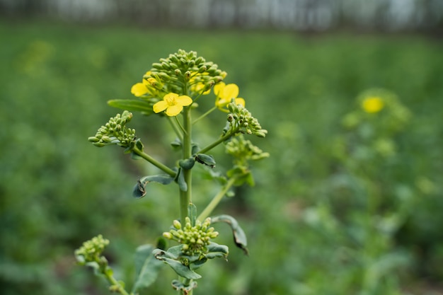 The bee collects honey on a rape flower