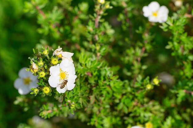 Bee collects nectar on a flower against a background of a green bush, a summer sunny day