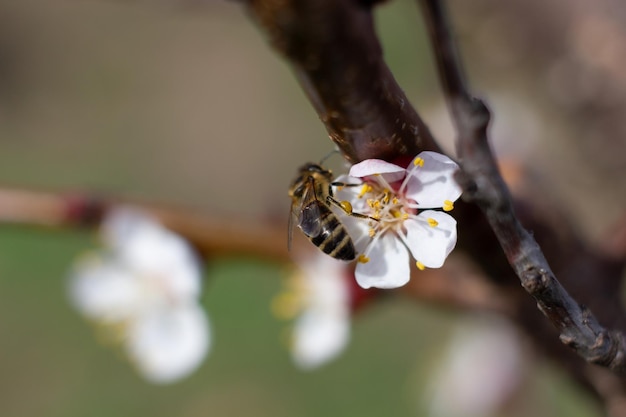 A bee collects nectar from an apricot tree flower