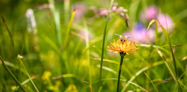 Bee collects nectar from flower crepis alpina