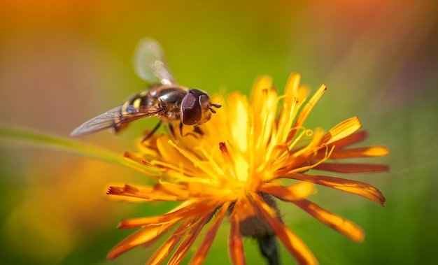 Bee collects nectar from flower crepis alpina