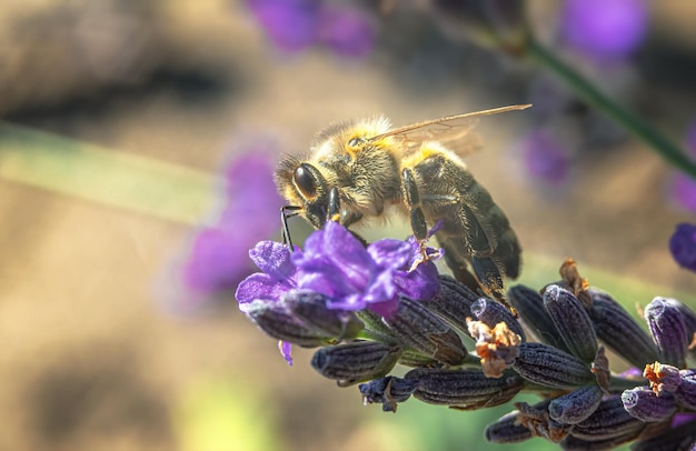 A bee collects nectar from a lavender flower Natural blurred backgroundSelective soft focus