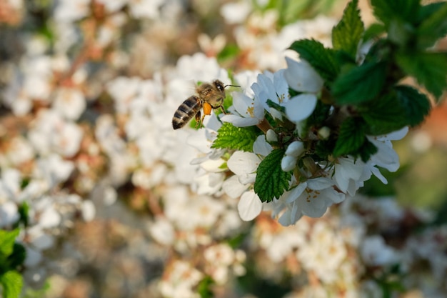 写真 蜂は花の咲く木に蜜を集めます。