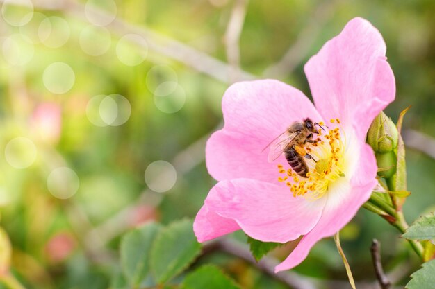 ぼかした背景に野バラの蜜を集めるミツバチ