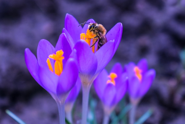 ミツバチは繊細なクロッカスの花に花粉を集める