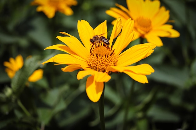 Bee collects pollen from a beautiful yellow flower Bright sunny day