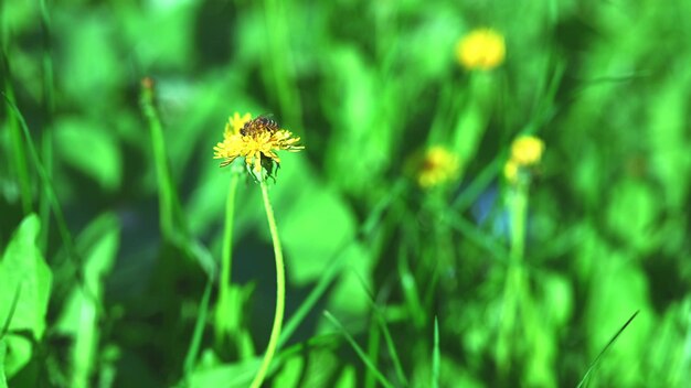 A bee collects pollen from a dandelion Yellow flower