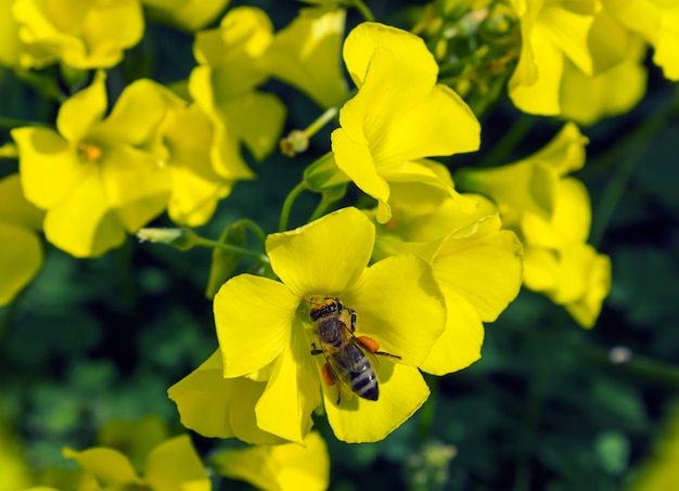 蜂は花から花粉を集める