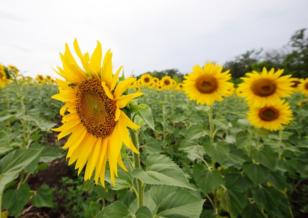 A bee collects pollen from a sunflowe