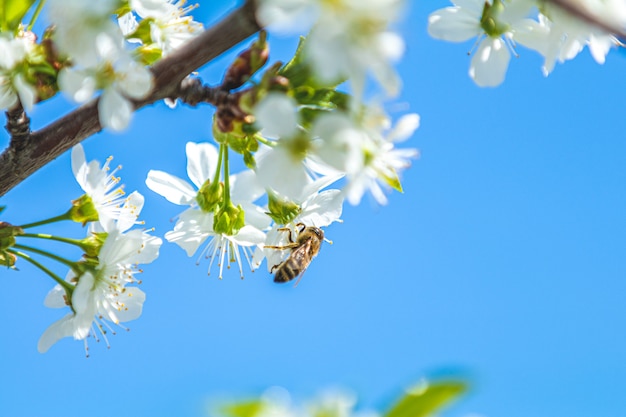 Bee collects pollen and nectar from branch in garden of cherry blossom