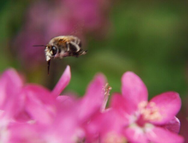 Bee collects pollen on Pink beautiful tree flowers paradise apple tree closeup in a gentle blur