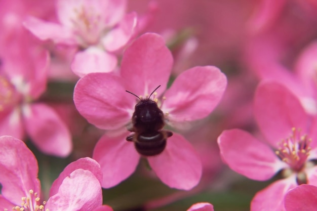 蜂は穏やかなぼかしでピンクの美しい木の花の楽園のリンゴの木のクローズ アップで花粉を収集します