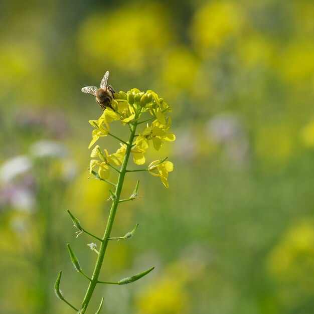 bee collects pollen on the rapeseed flower