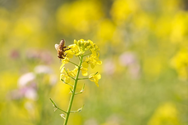 bee collects pollen on the rapeseed flower