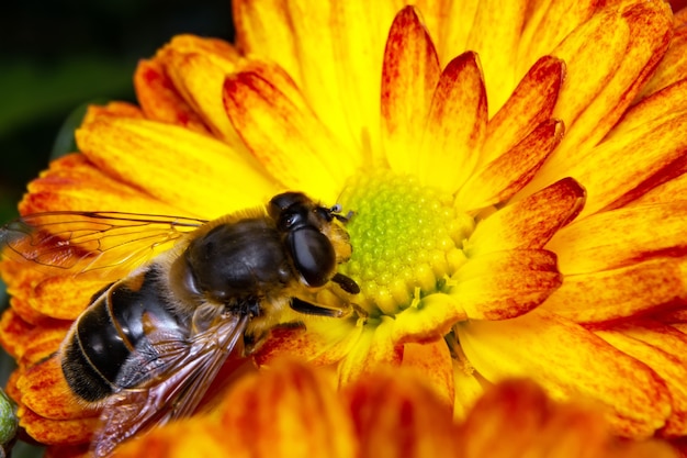 The bee collects pollen sitting on a flower.