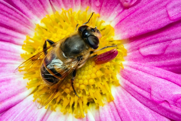 The bee collects pollen sitting on a flower.