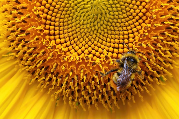 A bee collects pollen on a sunflower closeup