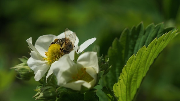 a bee collects pollen on a white strawberry flower