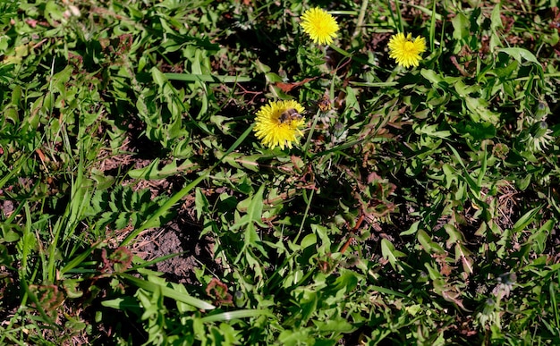 A bee collects pollen on a yellow dandelion