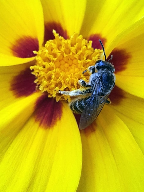 A bee collects pollen on a yellow flower